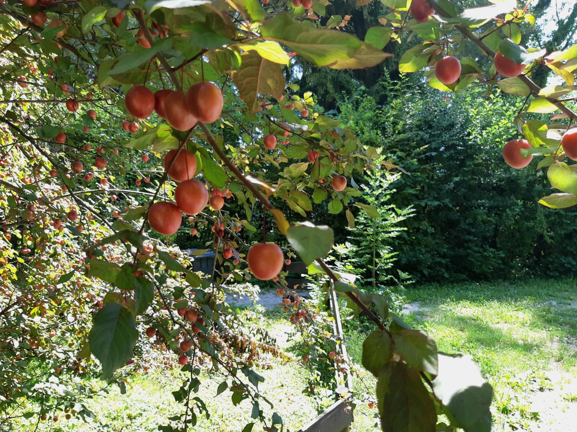 Abis Ferienwohnung Salzkammergut Strobl Bagian luar foto